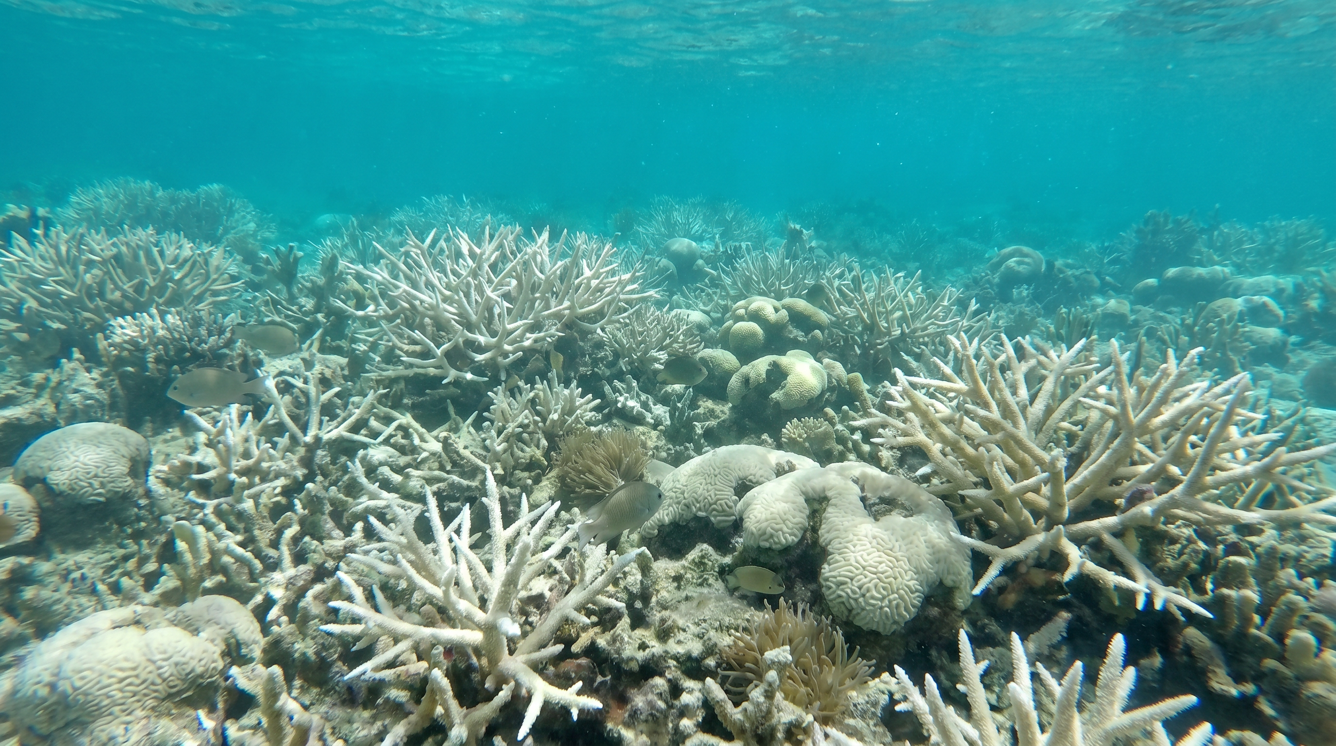 Coral reef Caribbean bleaching aftermath